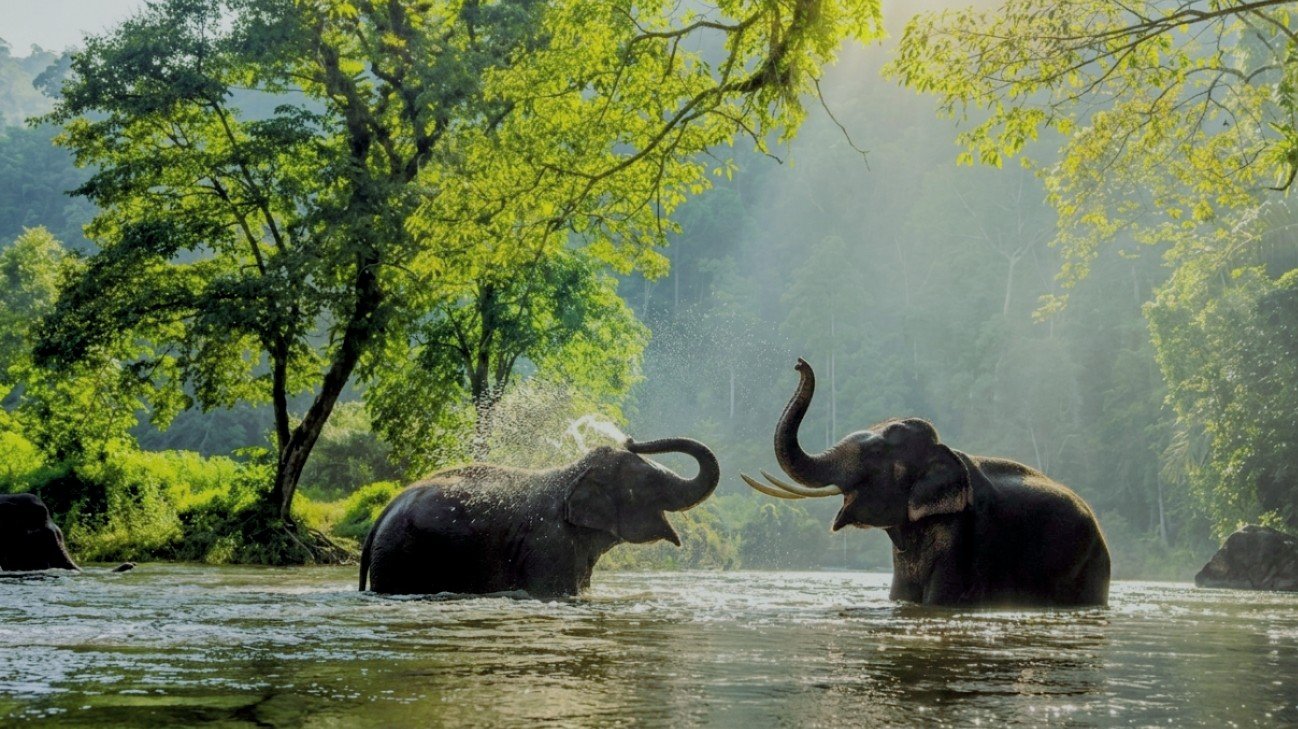 Elephants in Thekkady
